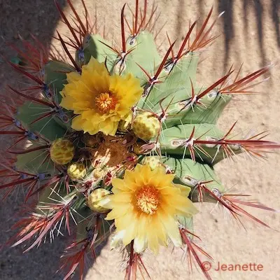 De smaak van woestijnhoning