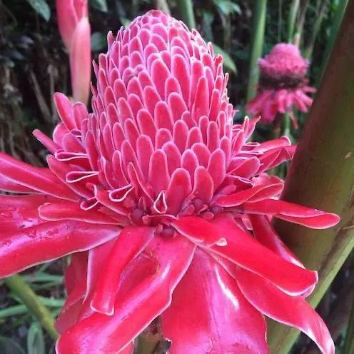 Meneer, waarom hakt u in mijn planten? 