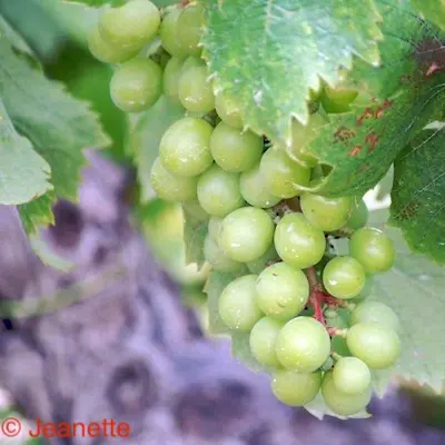 Het is oogsttijd in de woestijn