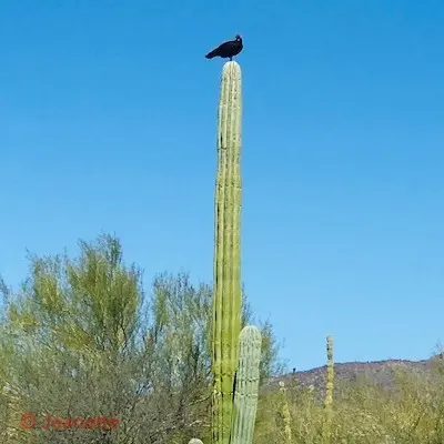 Als de gieren zich verzamelen