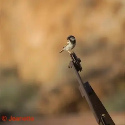 De eerste schorpioen