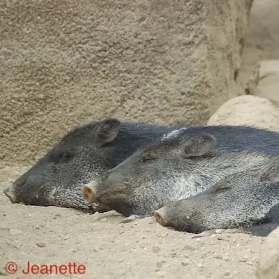 Oppoetsen van de werkelijkheid