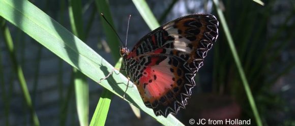 butterfly sanctuary Bohol