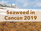 Seaweed Cancún, 2019, update, sargassum, hotel zone, all inclusice, holiday, status, is there seaweed in cancun, Playa del Carmen, Rivierea maya