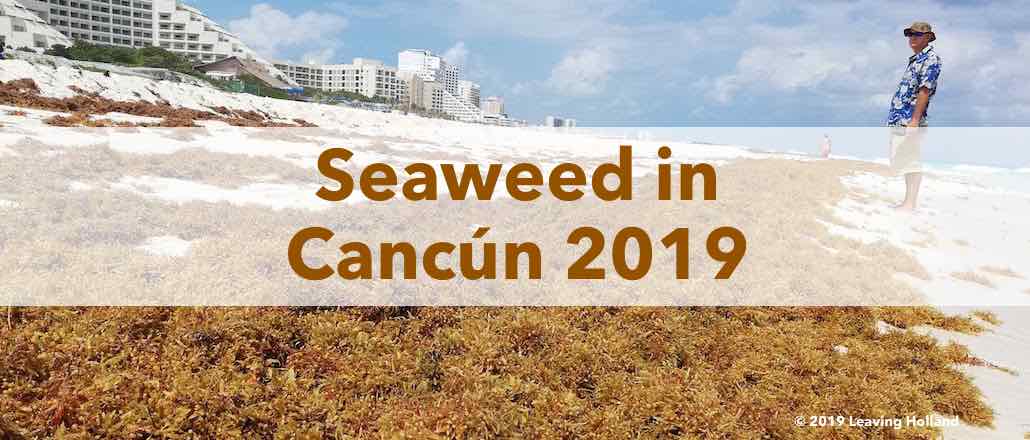 Seaweed Cancún, 2019, update, sargassum, hotel zone, all inclusice, holiday, status, is there seaweed in cancun, Playa del Carmen, Rivierea maya