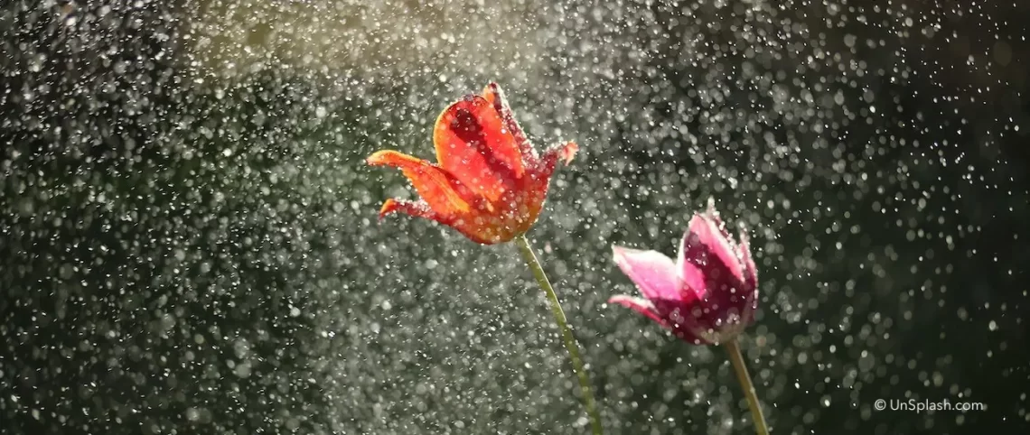 een rode en roze tulp in een milde regen