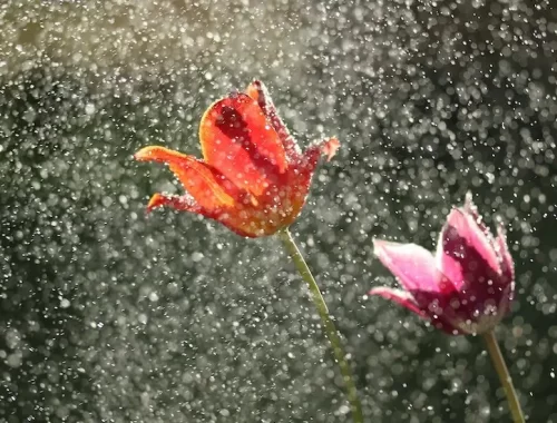 een rode en roze tulp in een milde regen